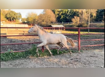 PRE, Stallion, 4 years, 16 hh, Perlino