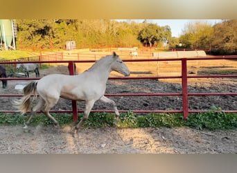 PRE, Stallion, 4 years, 16 hh, Perlino
