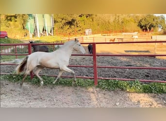 PRE, Stallion, 4 years, 16 hh, Perlino