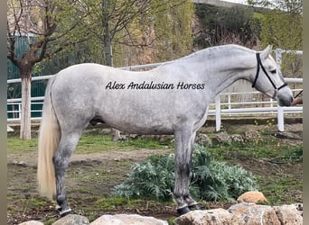 PRE Mix, Stallion, 4 years, 16 hh, White