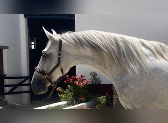 PRE, Stallion, 4 years, 16 hh, White