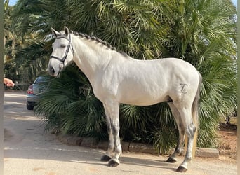 PRE, Stallion, 4 years, 16 hh, White