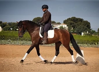 PRE Mix, Stallion, 4 years, 16,1 hh, Bay-Dark