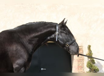 PRE Mix, Stallion, 4 years, 16,1 hh, Black