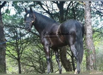PRE Mix, Stallion, 4 years, 16,1 hh, Black