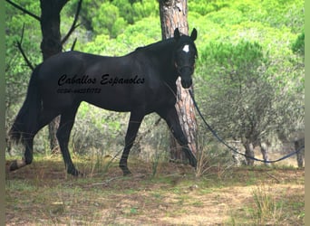 PRE Mix, Stallion, 4 years, 16,1 hh, Black