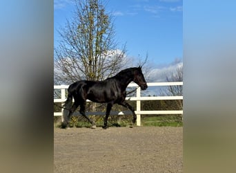 PRE Mix, Stallion, 4 years, 16,1 hh, Black