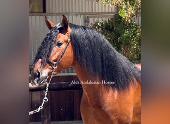 PRE Mix, Stallion, 4 years, 16,1 hh, Brown