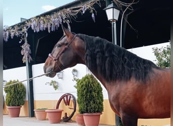 PRE Mix, Stallion, 4 years, 16,1 hh, Brown
