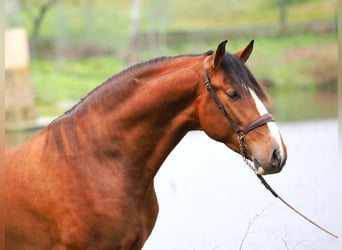 PRE Mix, Stallion, 4 years, 16,1 hh, Brown