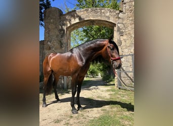 PRE Mix, Stallion, 4 years, 16,1 hh, Brown