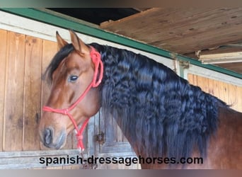 PRE Mix, Stallion, 4 years, 16,1 hh, Brown