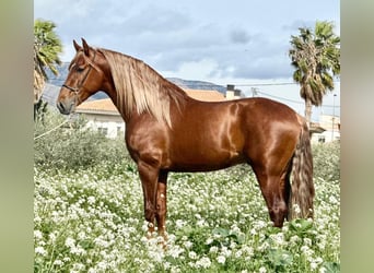 PRE Mix, Stallion, 4 years, 16,1 hh, Chestnut