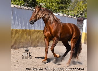 PRE Mix, Stallion, 4 years, 16,1 hh, Chestnut-Red