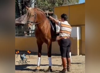 PRE Mix, Stallion, 4 years, 16,1 hh, Chestnut-Red