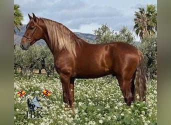 PRE Mix, Stallion, 4 years, 16,1 hh, Chestnut-Red