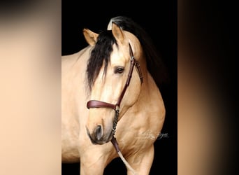 PRE, Stallion, 4 years, 16,1 hh, Dun