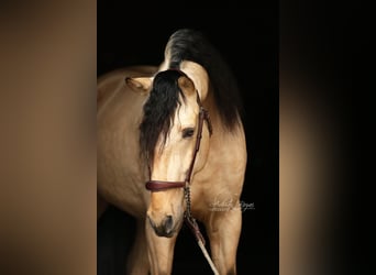 PRE, Stallion, 4 years, 16,1 hh, Dun
