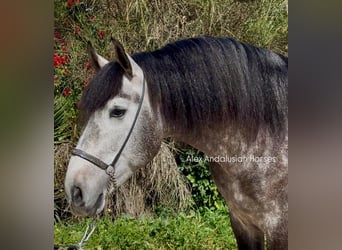 PRE Mix, Stallion, 4 years, 16,1 hh, Grey-Dapple