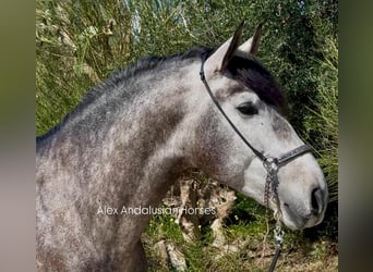 PRE Mix, Stallion, 4 years, 16,1 hh, Grey-Dapple