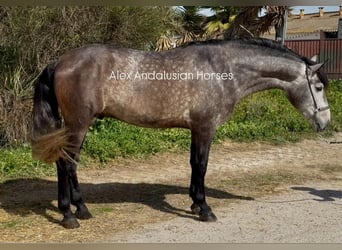 PRE Mix, Stallion, 4 years, 16,1 hh, Grey-Dapple