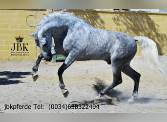 PRE Mix, Stallion, 4 years, 16,1 hh, Grey