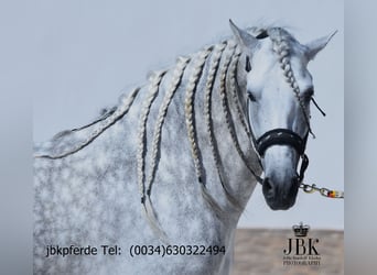 PRE Mix, Stallion, 4 years, 16,1 hh, Grey