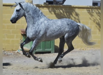PRE Mix, Stallion, 4 years, 16,1 hh, Grey