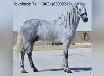 PRE Mix, Stallion, 4 years, 16,1 hh, Grey
