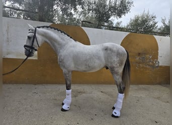 PRE Mix, Stallion, 4 years, 16,1 hh, Grey