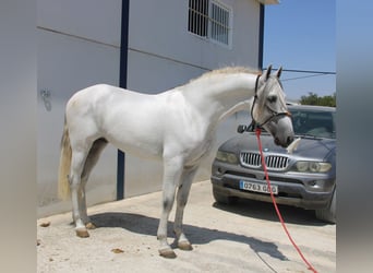 PRE Mix, Stallion, 4 years, 16,1 hh, Grey