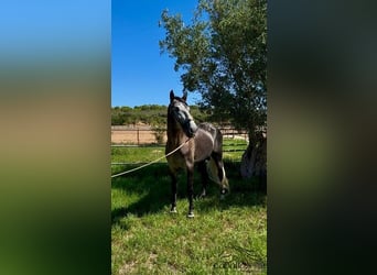 PRE Mix, Stallion, 4 years, 16,1 hh, Grey