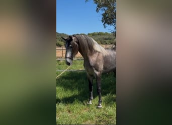 PRE Mix, Stallion, 4 years, 16,1 hh, Grey
