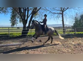PRE Mix, Stallion, 4 years, 16,1 hh, Grey