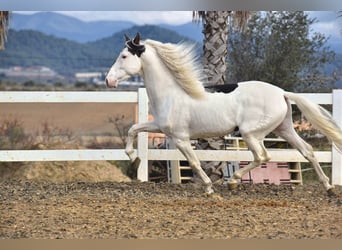 PRE Mix, Stallion, 4 years, 16,1 hh, Pinto