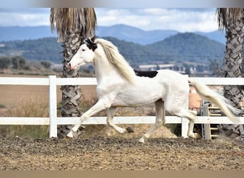 PRE Mix, Stallion, 4 years, 16,1 hh, Pinto