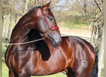 PRE Mix, Stallion, 4 years, 16,2 hh, Bay-Dark