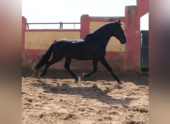 PRE Mix, Stallion, 4 years, 16,2 hh, Black