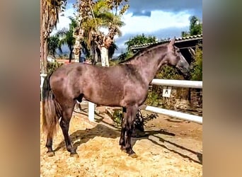 PRE Mix, Stallion, 4 years, 16,2 hh, Brown Falb mold