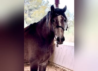 PRE Mix, Stallion, 4 years, 16,2 hh, Brown Falb mold