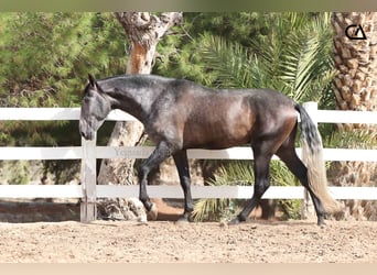 PRE Mix, Stallion, 4 years, 16,2 hh, Gray-Dapple