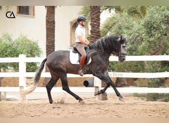 PRE Mix, Stallion, 4 years, 16,2 hh, Gray-Dapple