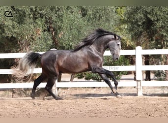 PRE Mix, Stallion, 4 years, 16,2 hh, Gray-Dapple