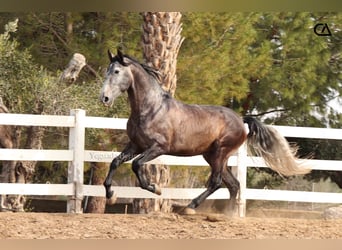 PRE Mix, Stallion, 4 years, 16,2 hh, Gray-Dapple