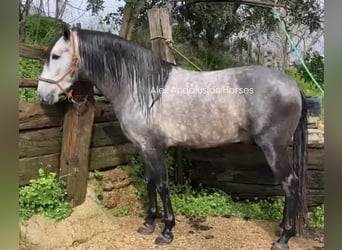 PRE Mix, Stallion, 4 years, 16,2 hh, Grey