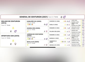 PRE Mix, Stallion, 4 years, 16,2 hh, Grey-Dapple