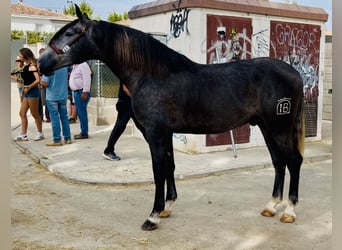 PRE Mix, Stallion, 4 years, 16,3 hh, Grey-Dapple