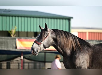 PRE Mix, Stallion, 4 years, 16,3 hh, Grey-Dapple