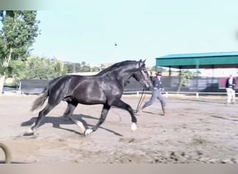 PRE Mix, Stallion, 4 years, 16,3 hh, Grey-Dapple