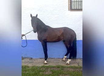 PRE, Stallion, 4 years, 17,1 hh, Bay-Dark